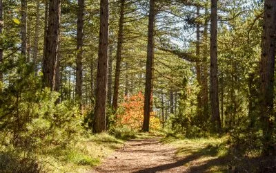 Trails et outdoor dans les grands causses